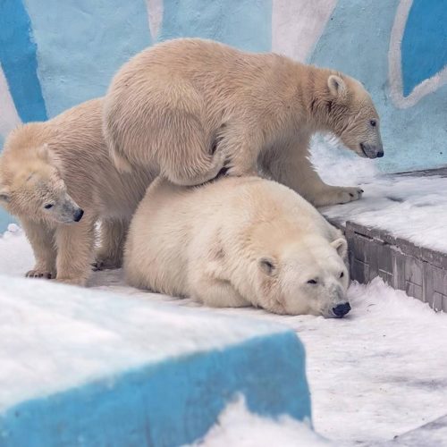 Медвежатам Белке и Стрелке из Новосибирского зоопарка исполнился год