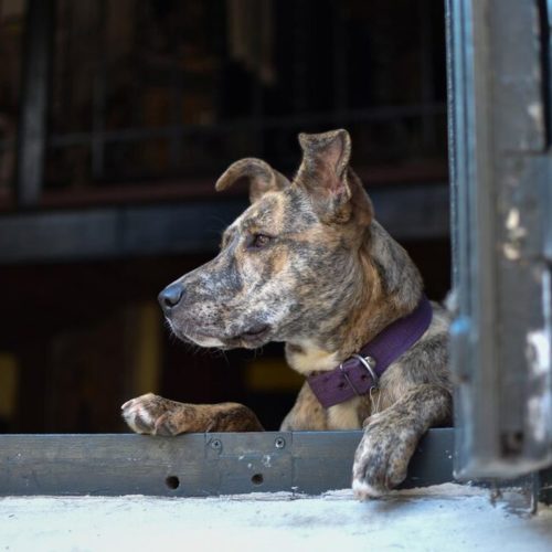 60 тысяч заплатят девушке за укус бродячего пса в Новосибирске