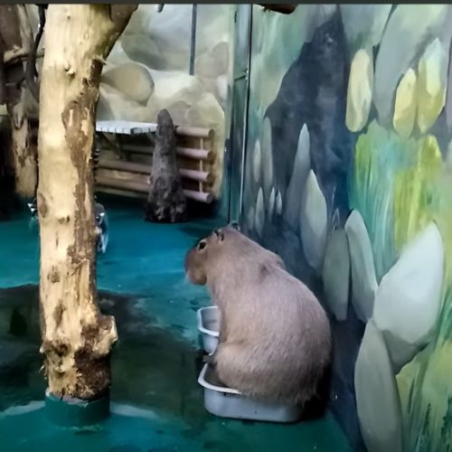 Капибара в Новосибирском зоопарке искупалась в тазике перед Новом годом
