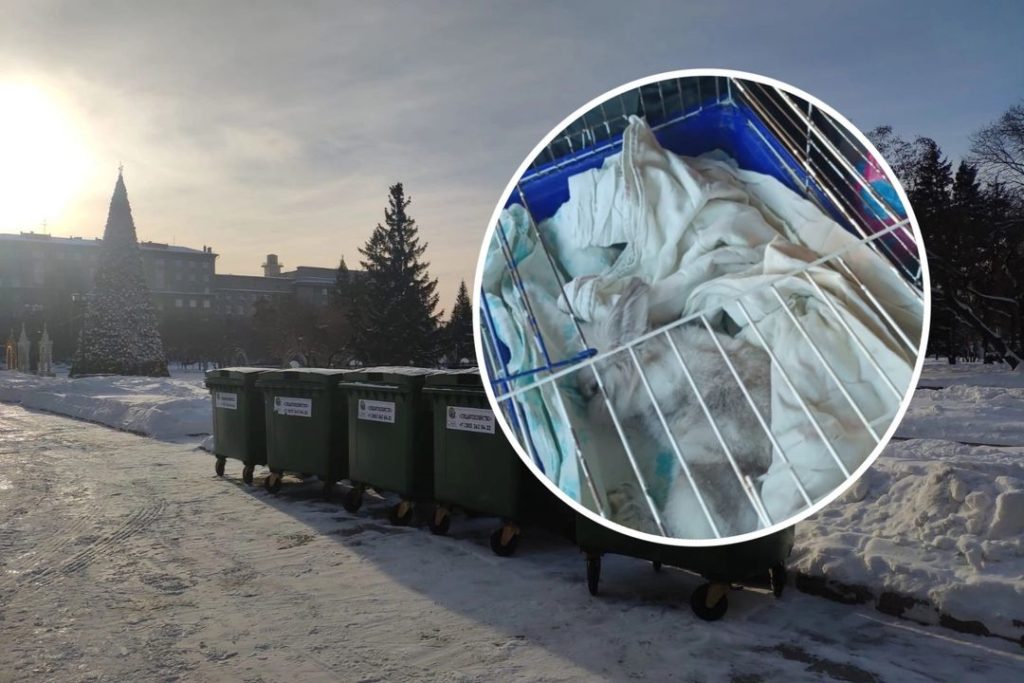 Степашка с помойки: экипаж мусоровоза спас кролика в Новосибирске