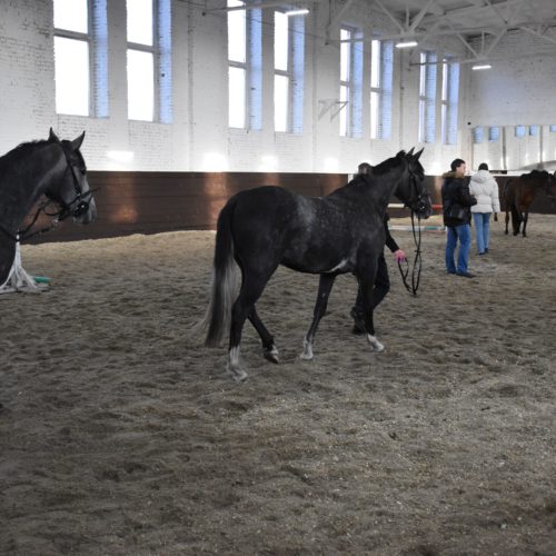 Конно-спортивный манеж для всероссийских соревнований построят в Маслянино