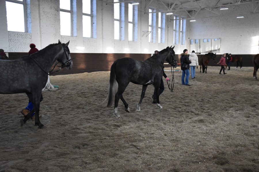 Конно-спортивный манеж для всероссийских соревнований построят в Маслянино