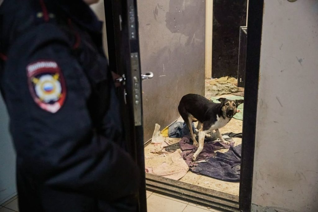 Спасатели освободили стаю собак из зловонной квартиры жителя Новосибирска