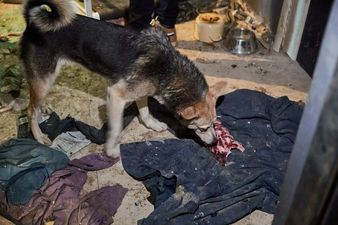 Спасатели освободили стаю собак из зловонной квартиры жителя Новосибирска