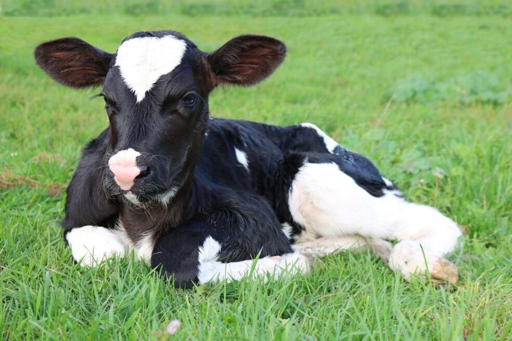 Мужчину, укравшего 19 лет назад теленка, заочно арестовали под Новосибирском