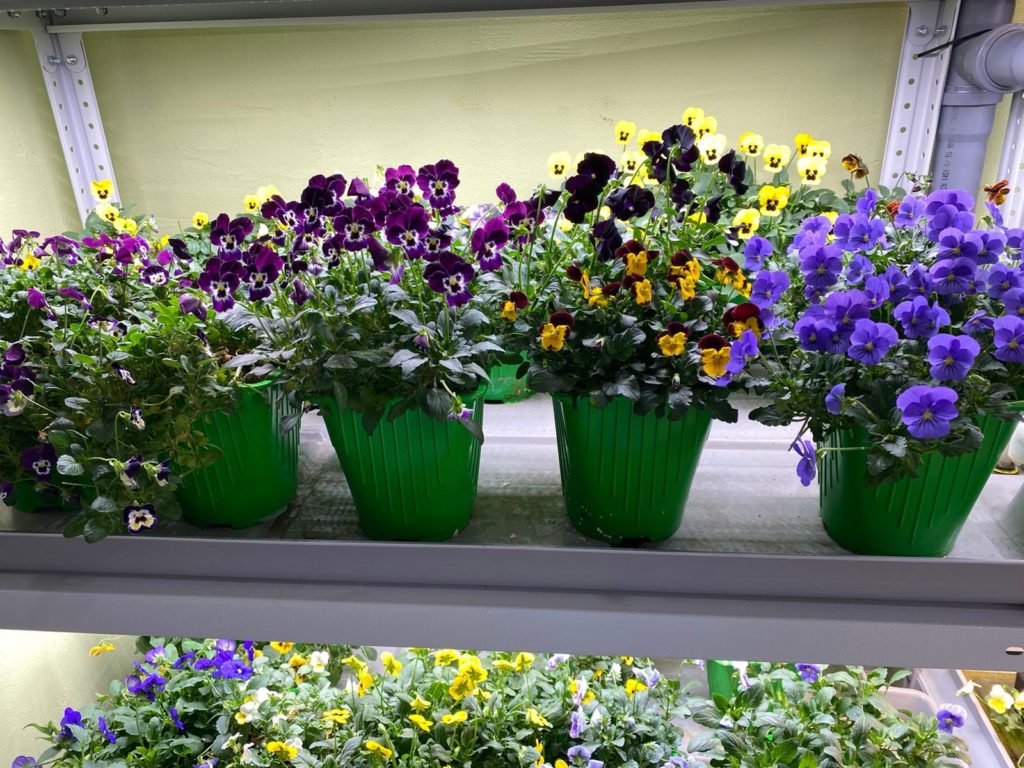 Съедобные цветы начала выращивать компания в Новосибирске