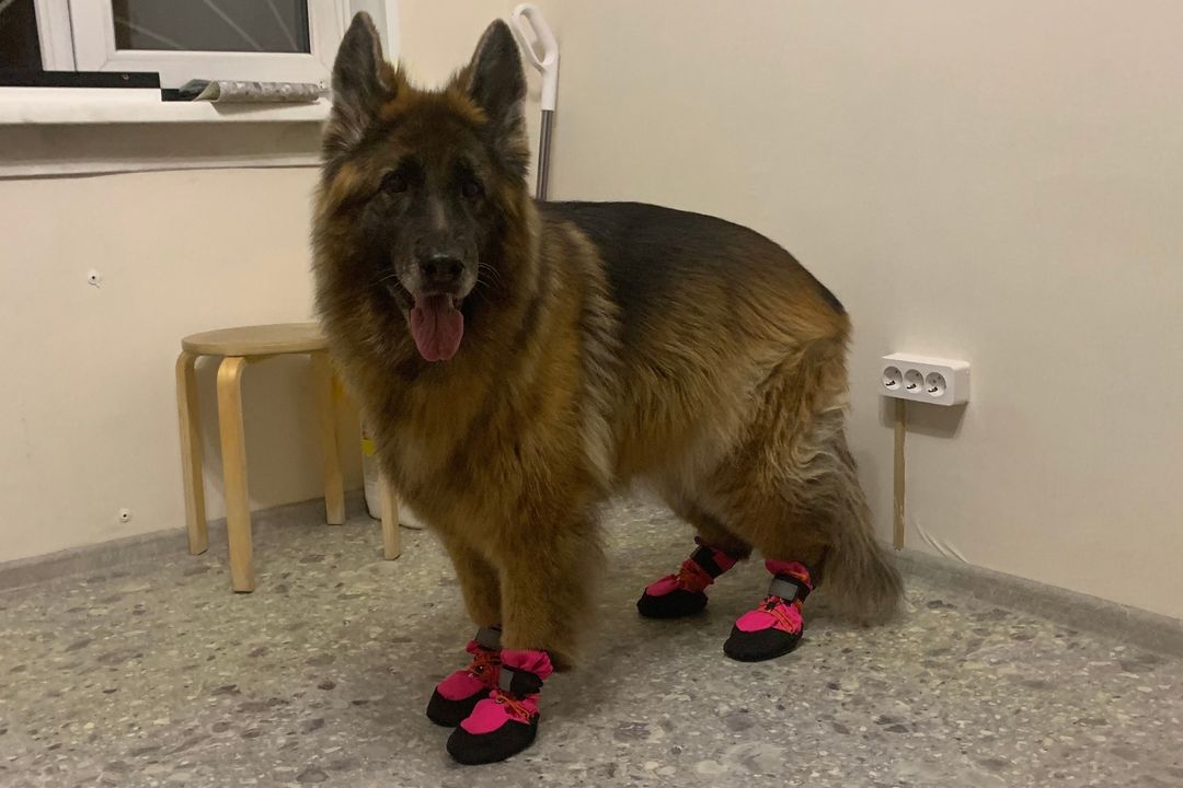 Из-за смерти собаки-поводыря в новосибирском троллейбусе возбудили уголовное дело