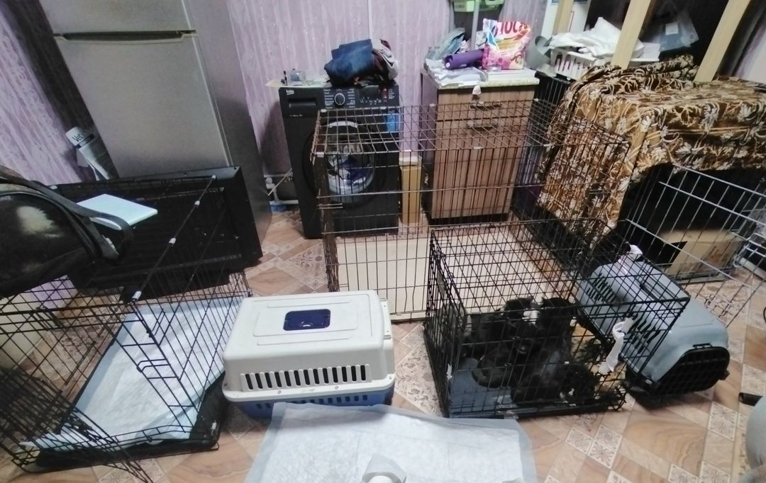 Погребенные заживо: волонтеры вызволили из-под гор мусора инвалида с 30 кошками в Сибири