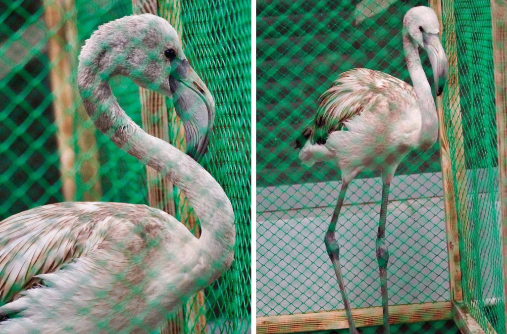 Новосибирский зоопарк рассказал о судьбе розового фламинго, отбившемся от стаи