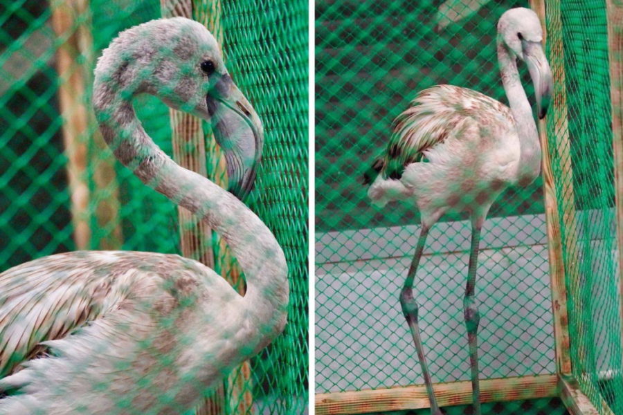 Новосибирский зоопарк рассказал о судьбе розового фламинго, отбившемся от стаи