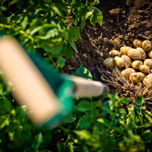 Небывалый за последние 30 лет урожай картофеля собрали в России в 2023