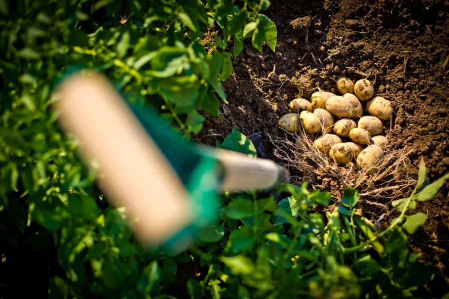 Небывалый за последние 30 лет урожай картофеля собрали в России в 2023