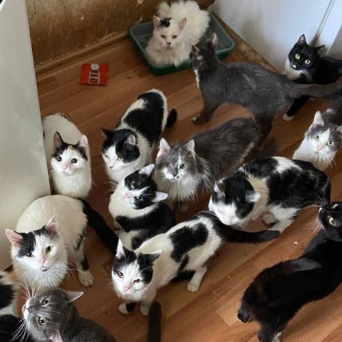 На кошатницу, приютившей 66 кошек, жалуются соседи в Новосибирске