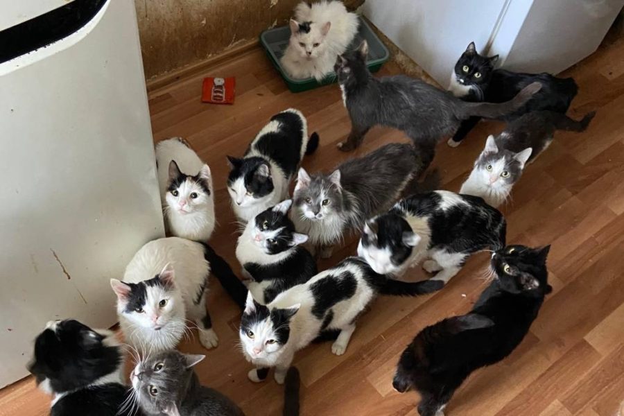 На кошатницу, приютившей 66 кошек, жалуются соседи в Новосибирске