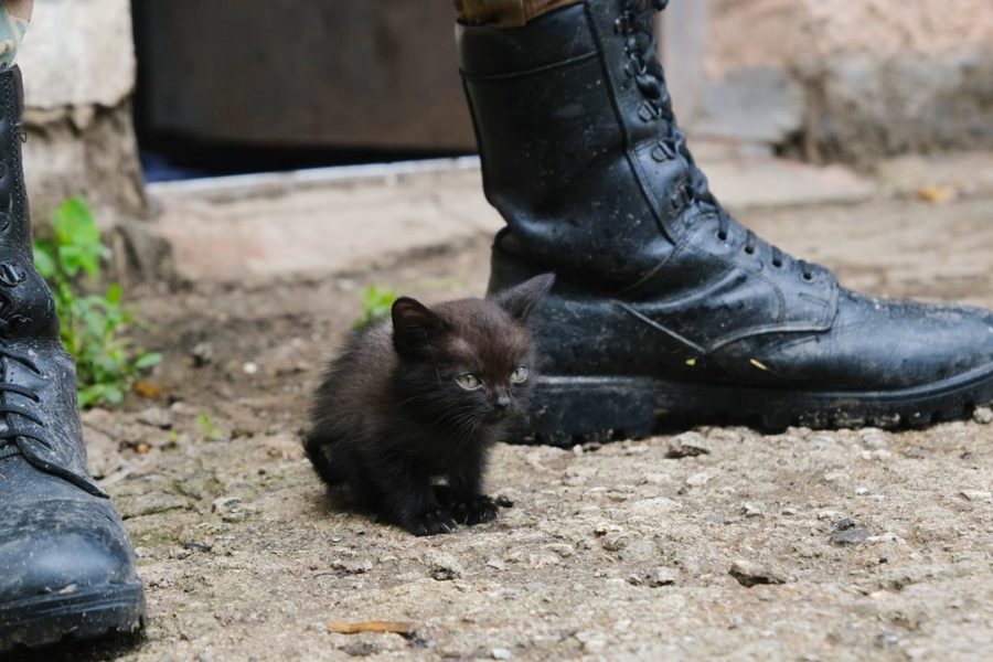 Спасенный новосибирцами на СВО кот Лютый принят на военную службу