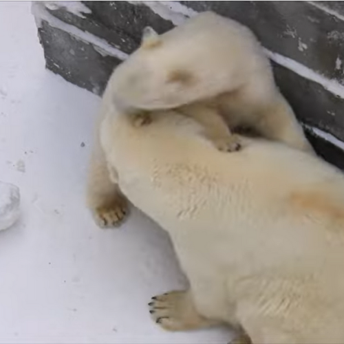 Белые медвежата устроили драку в Новосибирском зоопарке