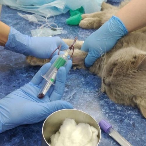 Кота, съевшего от голода губку, спасают врачи клиники под Новосибирском