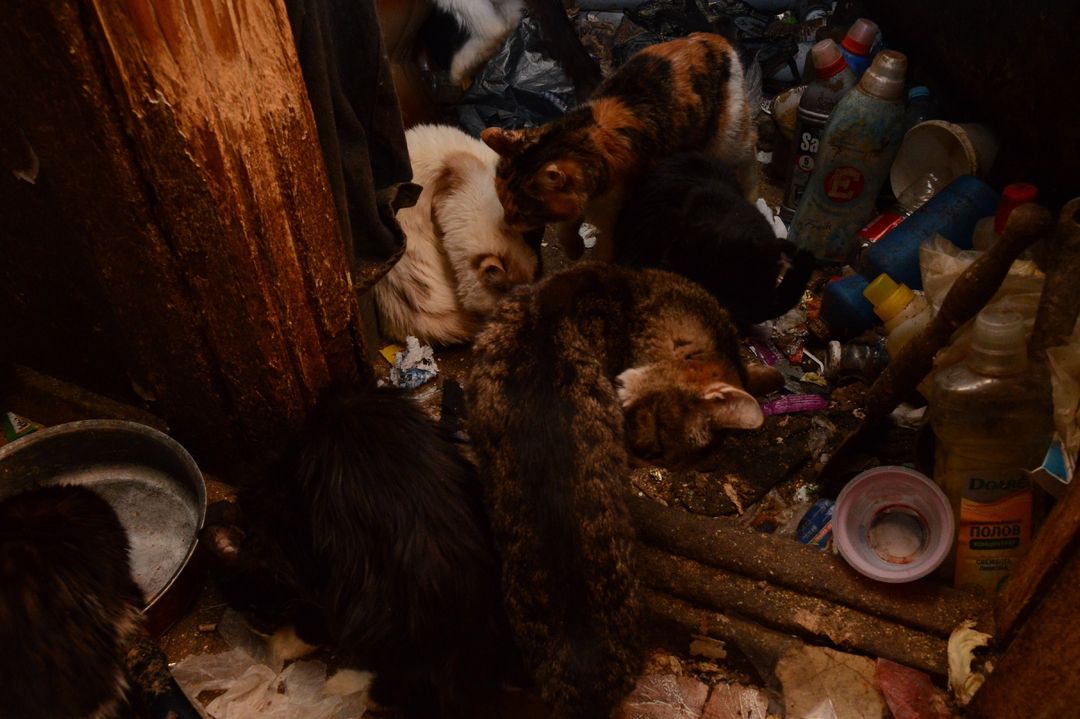 Погребенные заживо: волонтеры вызволили из-под гор мусора инвалида с 30 кошками в Сибири