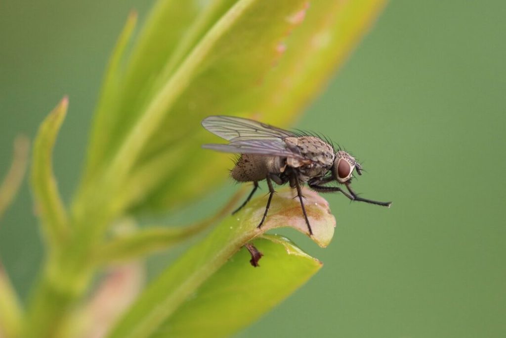 Мука из мух едва на попала на прилавки магазинов в Новосибирской области
