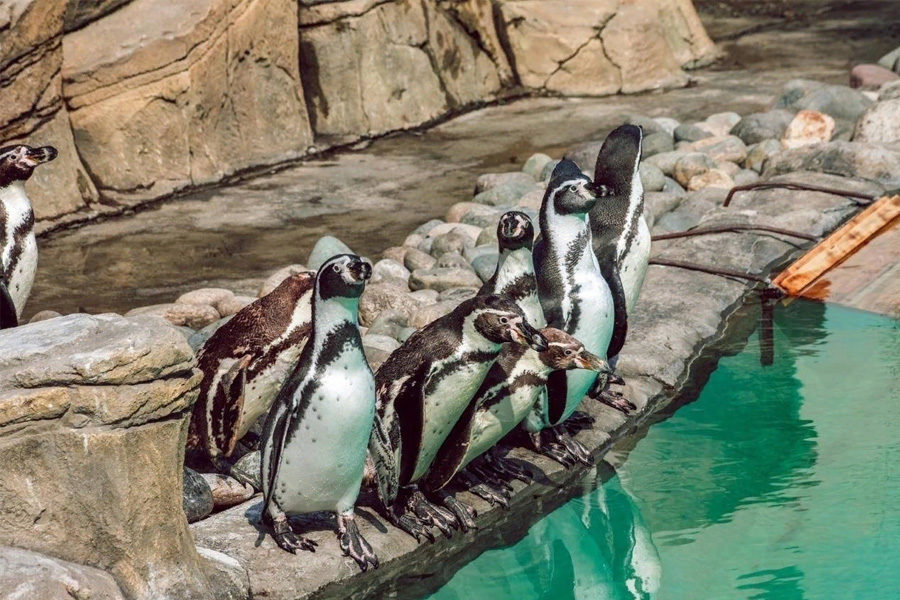 День осведомленности о пингвинах отмечают в Новосибирском зоопарке