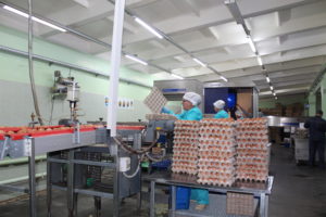 Снижение цен на яйца заметили в Минсельхозе Новосибирской области
