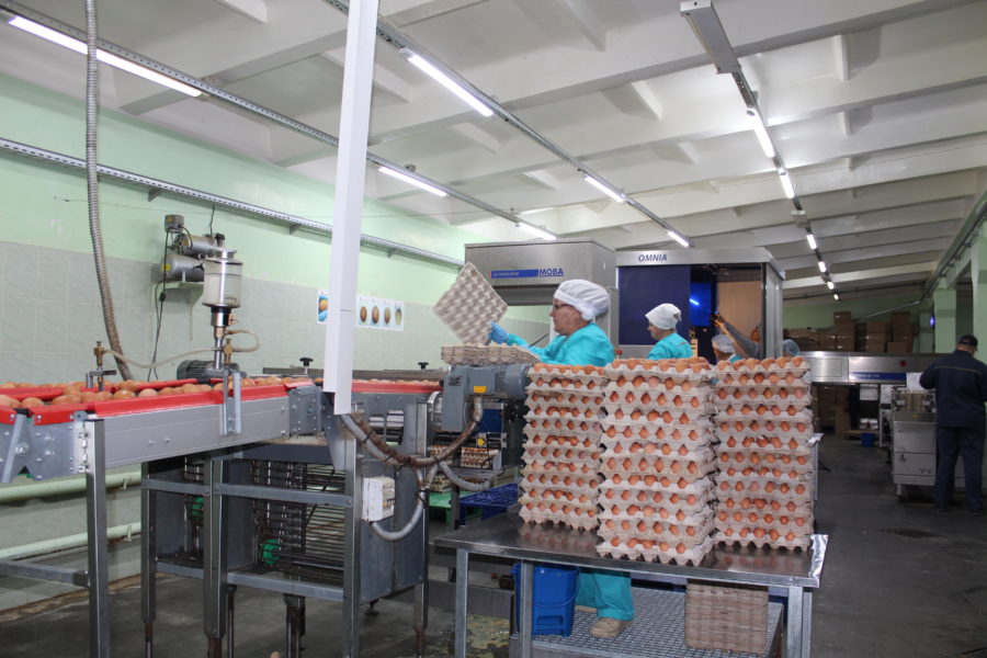 Снижение цен на яйца заметили в Минсельхозе Новосибирской области