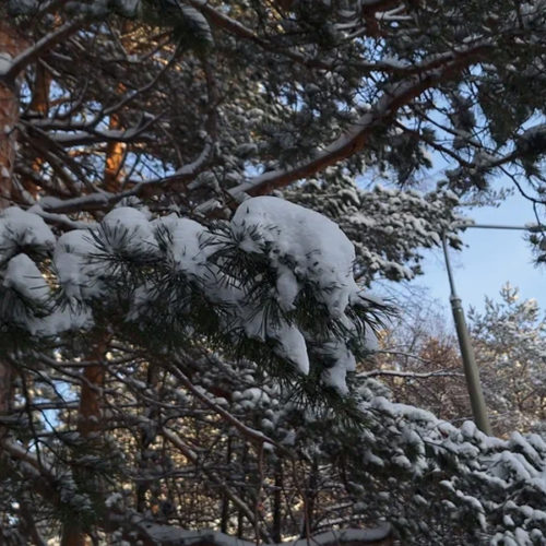 Недельный снегопад обрушится на Новосибирск