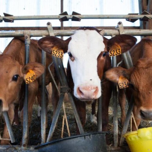 «Сибирская нива» будет выращивать молодняк молочных коров в Новосибирской области