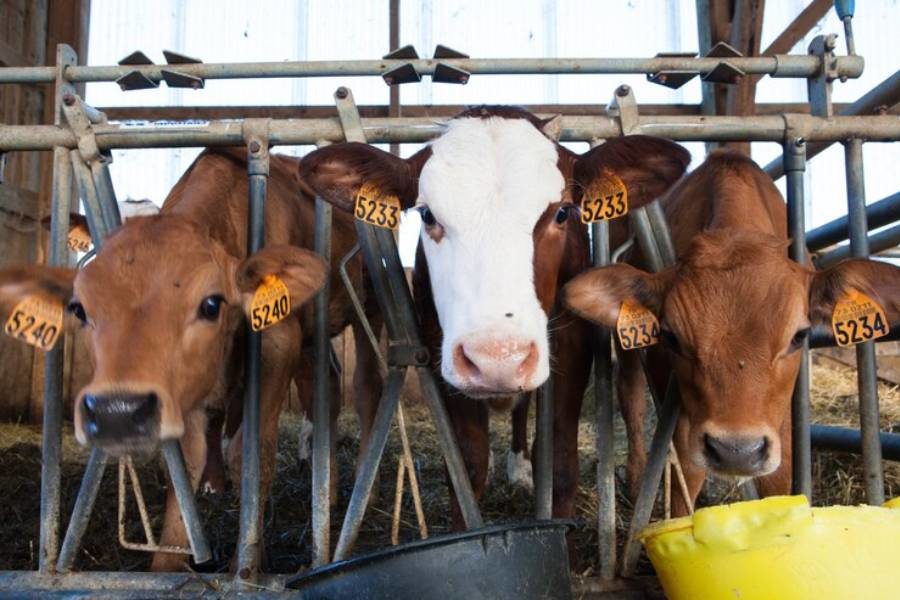 «Сибирская нива» будет выращивать молодняк молочных коров в Новосибирской области