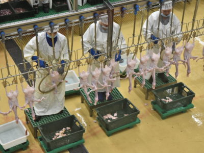 Мясо утки может начать экспортировать Новосибирская область