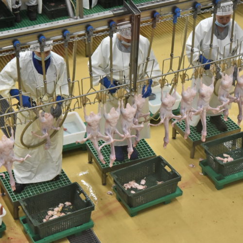 Мясо утки может начать экспортировать Новосибирская область
