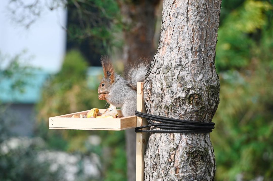 В Японском саду поселились белки из Новосибирска