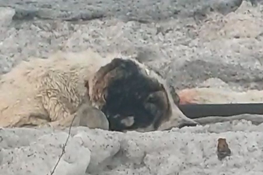 Собаку, которая пропала на ж/д вокзале в Новосибирске, нашли погибшей