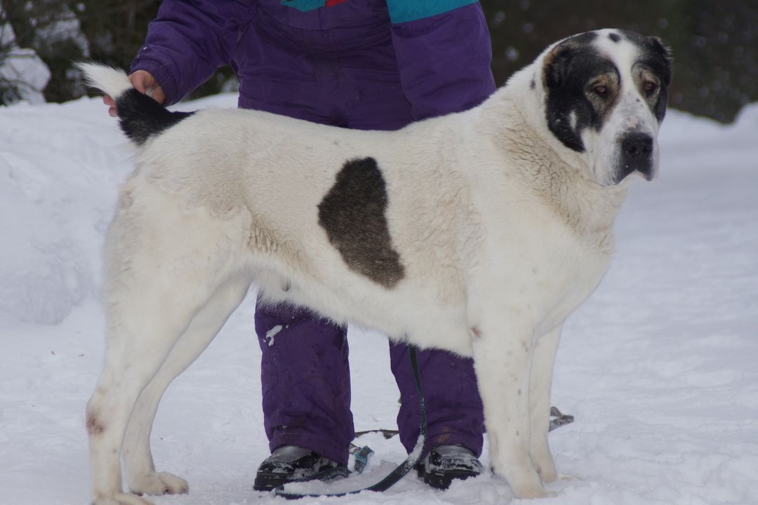 Дорогая собака, которую везли на поезде из Екатеринбурга, пропала в Новосибирске