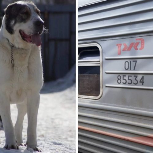 Дорогая собака, которую везли на поезде из Екатеринбурга, пропала в Новосибирске
