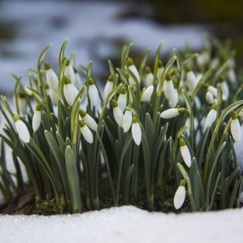 Снежные 16 дней ожидают новосибирцев в марте