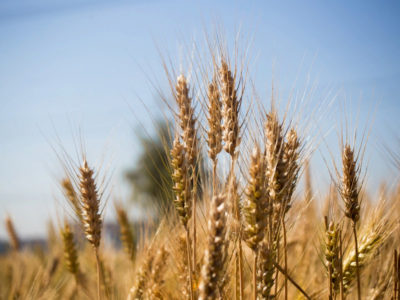 В 2023 году Новосибирская область экспортировала зерно в 12 стран мира