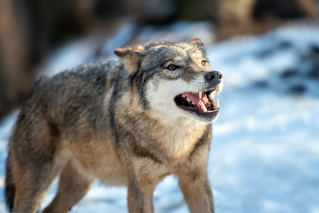 Волки окружили Колбасу под Новосибирском