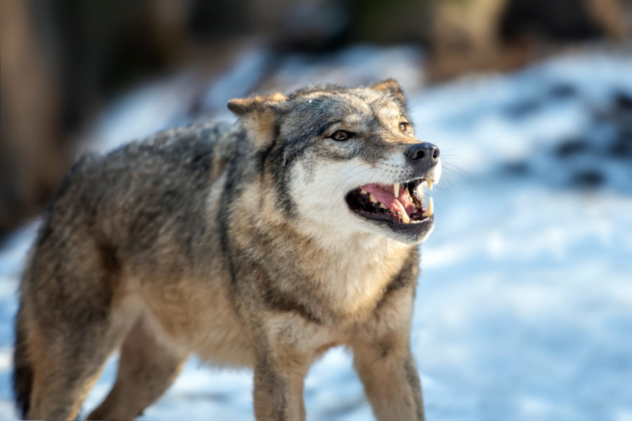 Минприроды опровергло слухи о нападении волков под Новосибирском