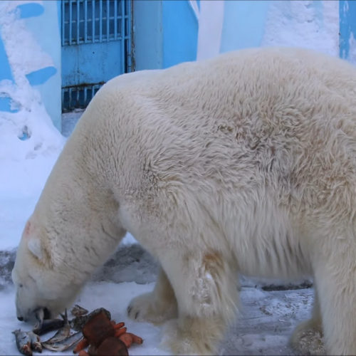 Белый медведь Кай уничтожил свой завтрак на камеру в Новосибирском зоопарке
