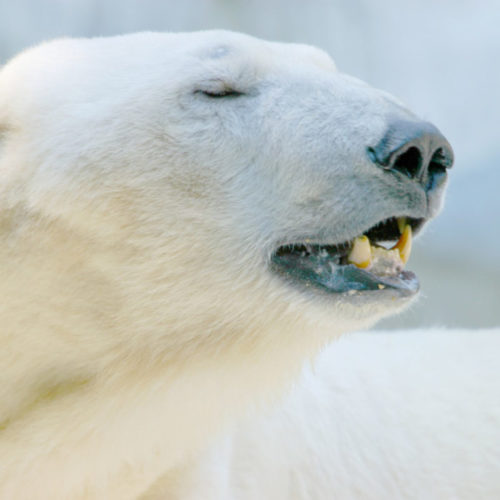 Стало известно, как себя чувствует медведица Шайна из Новосибирска в зоопарке Удмуртии