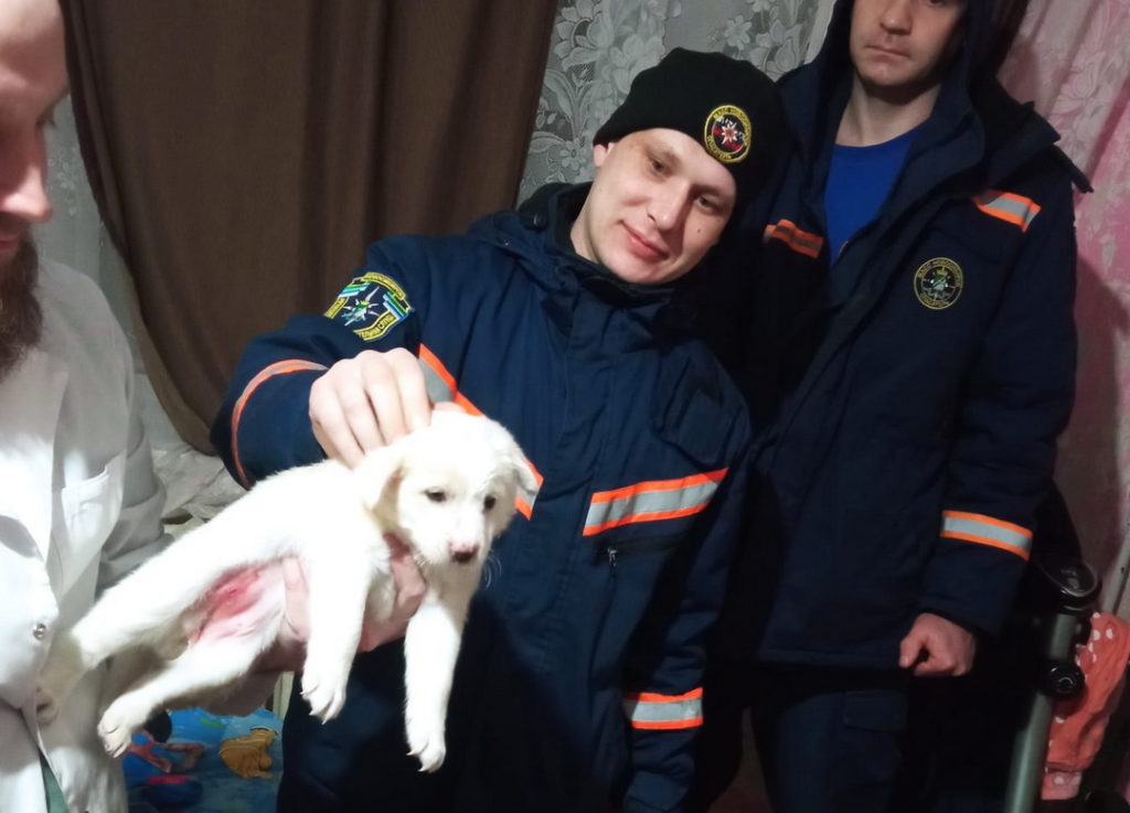 Спасатели вызволили щенка, застрявшего за батареей в Новосибирске