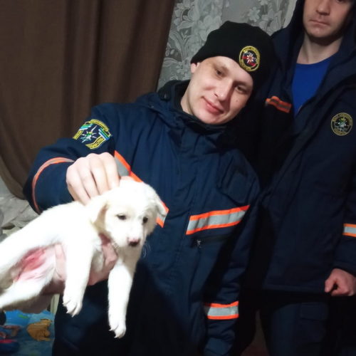 Спасатели вызволили щенка, застрявшего за батареей в Новосибирске