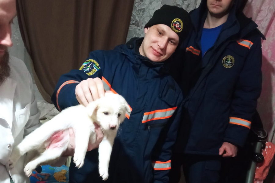 Спасатели вызволили щенка, застрявшего за батареей в Новосибирске