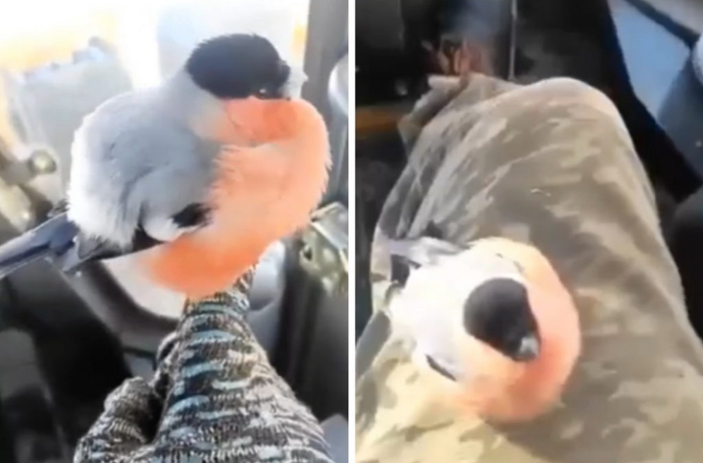 Снегирь стал помощником тракториста Новосибирске