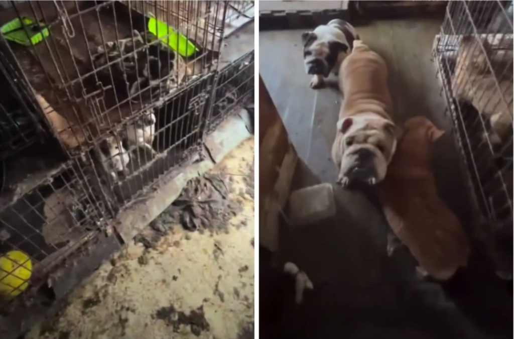 «Всю ночь мы отмывали их от грязи»: 31 собаку спасли зоозащитники из питомника-живодерни в Новосибирске