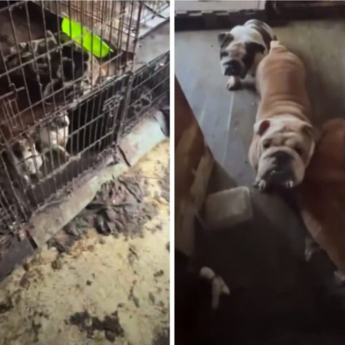 «Всю ночь мы отмывали их от грязи»: 31 собаку спасли зоозащитники из питомника-живодерни в Новосибирске