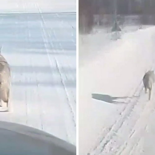 Водитель догонял волка 7 минут на своей машине под Новосибирском ради видео