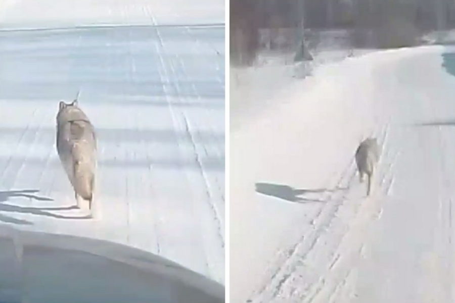 Водитель догонял волка 7 минут на своей машине под Новосибирском ради видео