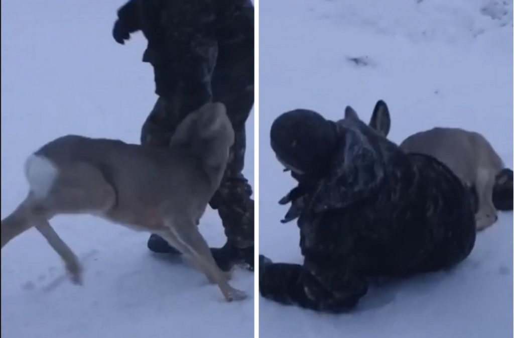 «Завалила и забодала»: молодая косуля напала на мужчину под Новосибирском